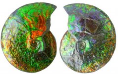 Ammolite:2sides.jpg