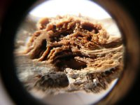 Forum - Shell Borer through lens.jpg