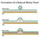 Formation of a natural blister pearl