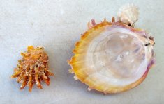 Spondylus princeps.jpg