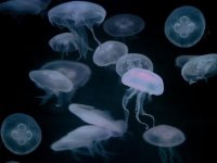 jellyfish.jpg