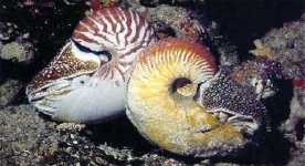 Nautilus-Allonautilus(Saunders).jpg