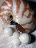 NautilusBaby-PearlsX.jpg