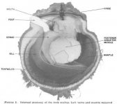 scallop anatomy.jpg