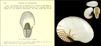 NautilusFreak(Willey-Conch)1.jpg