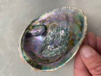 Abalone Blister Pearl1.jpg