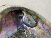 Abalone Blister Pearl2.jpg