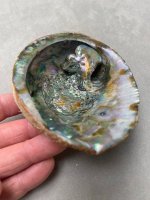 Abalone Blister Pearl3.jpg