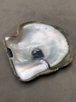 Madre Perla Panama Pearl Oyster Pincatada mazatlanica3.jpg