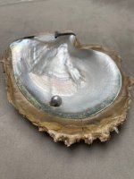 Madre Perla Panama Pearl Oyster Pincatada mazatlanica5.jpg