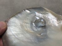 Madre Perla Panama Pearl Oyster Pincatada mazatlanica7.jpg