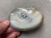 Madre Perla Panama Pearl Oyster Pincatada mazatlanica8.jpg