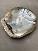 Madre Perla Panama Pearl Oyster Pincatada mazatlanica9.jpg