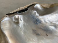 Madre Perla Panama Pearl Oyster Pincatada mazatlanica9-1.jpg