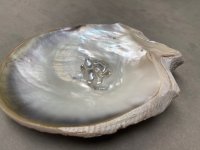 Madre Perla Panama Pearl Oyster Pincatada mazatlanica9-2.jpg