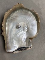 Madre Perla Panama Pearl Oyster Pincatada mazatlanica9-4.jpg