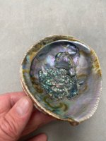 Abalone Blister Pearl5.jpg