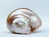 survival-pearl-largest-freshwater-natural-baroque-pearl1.jpg