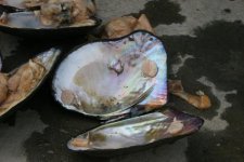 Mystery Shell- Chinese "Kasumi".jpg