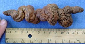 coprolite-med1.jpg