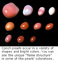 conch pearl