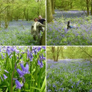 Bluebell Woods