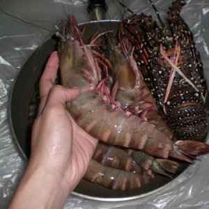 when the prawn got bigger than the lobster.