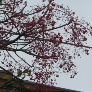 Random tree outside my place on a rainy day