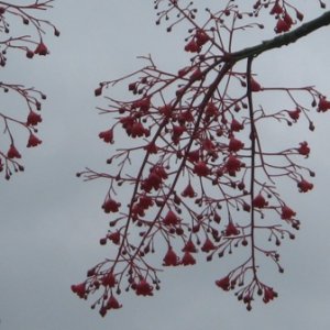 I just like red. Cheery despite the weather.