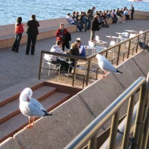 Random birds sitting in a row.