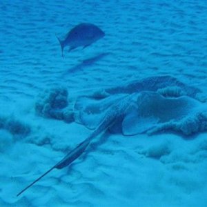 cozumel feeding ray