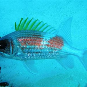 cozumel fish