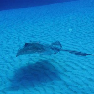 cozumel gliding ray