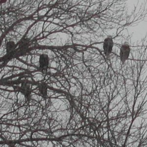 bald eagles fishing