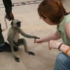 Police monkey in Agra