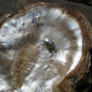 Natural Pearl of Pinctada Maxima and shell