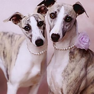 These pearly Whippet girls aren't mine but I LOVE this pic. My first Whippet was a gentle girl named Gemma and I now have a Whippet boy called Bart.