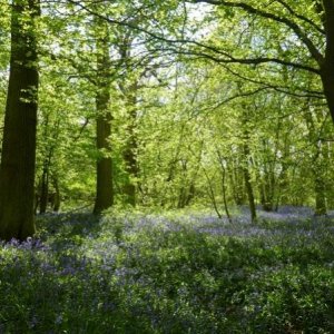 Bluebells in the woods