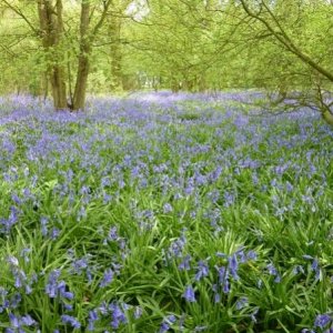 Spring bluebells