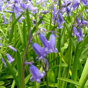 Bluebells closeup