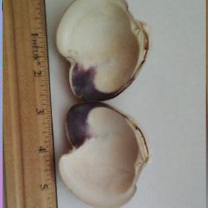 Original clam shell pearl was found inside.