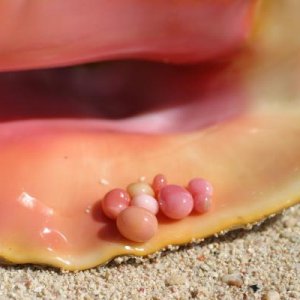 Queen Conch and collection of fine pearls