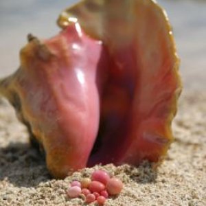 Queen Conch and collection of fine pearls