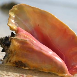 Queen Conch