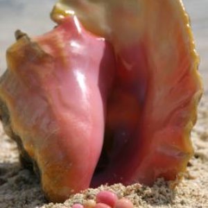 Queen Conch and collection of fine pearls