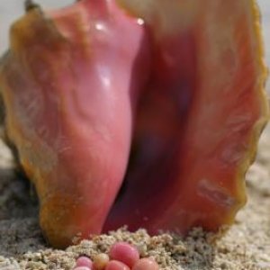 Queen Conch and collection of fine pearls