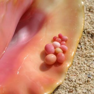 Queen Conch and collection of fine pearls