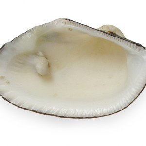 white clam 01662