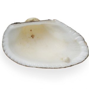 white clam 01661