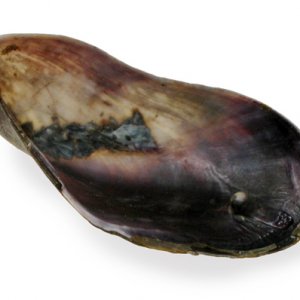 modiolus philippinarum 01667